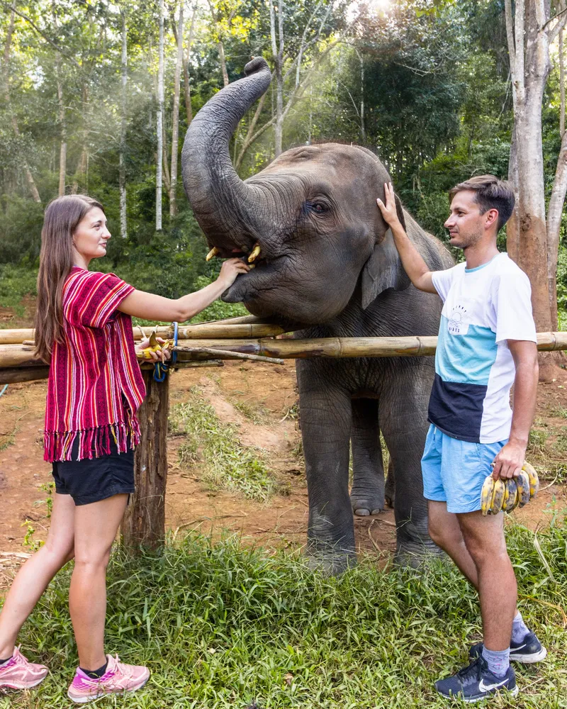 Chiang Mai Elephant Friends