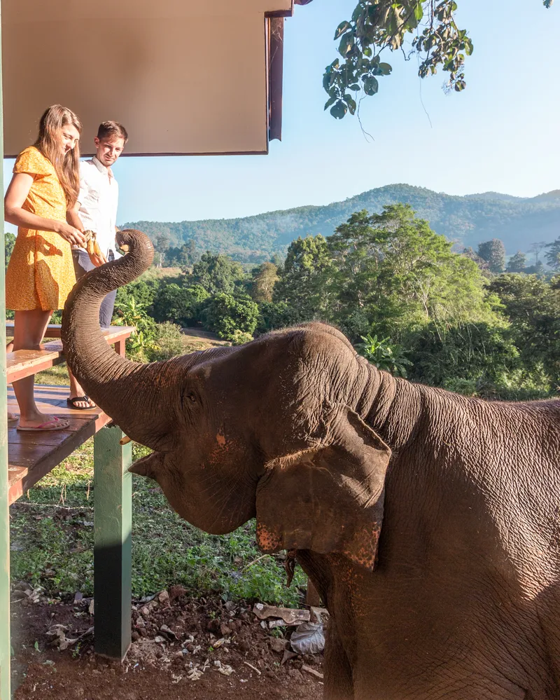 Chiang Mai Elephant Friends