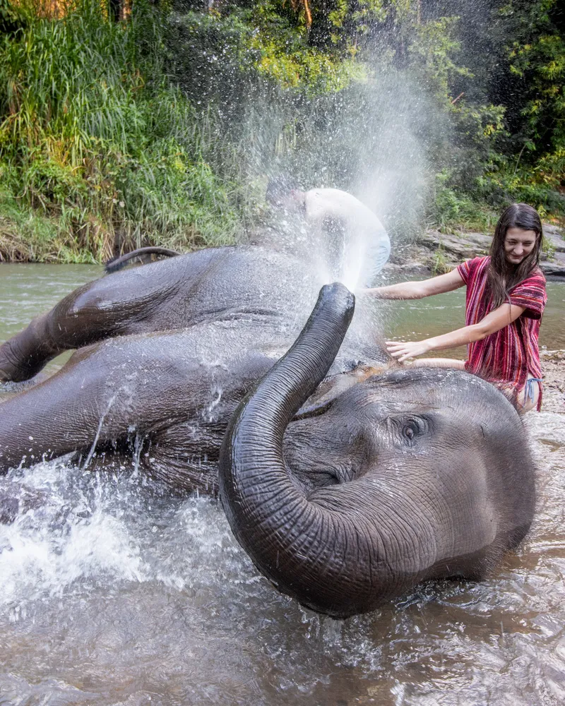 Chiang Mai Elephant Friends