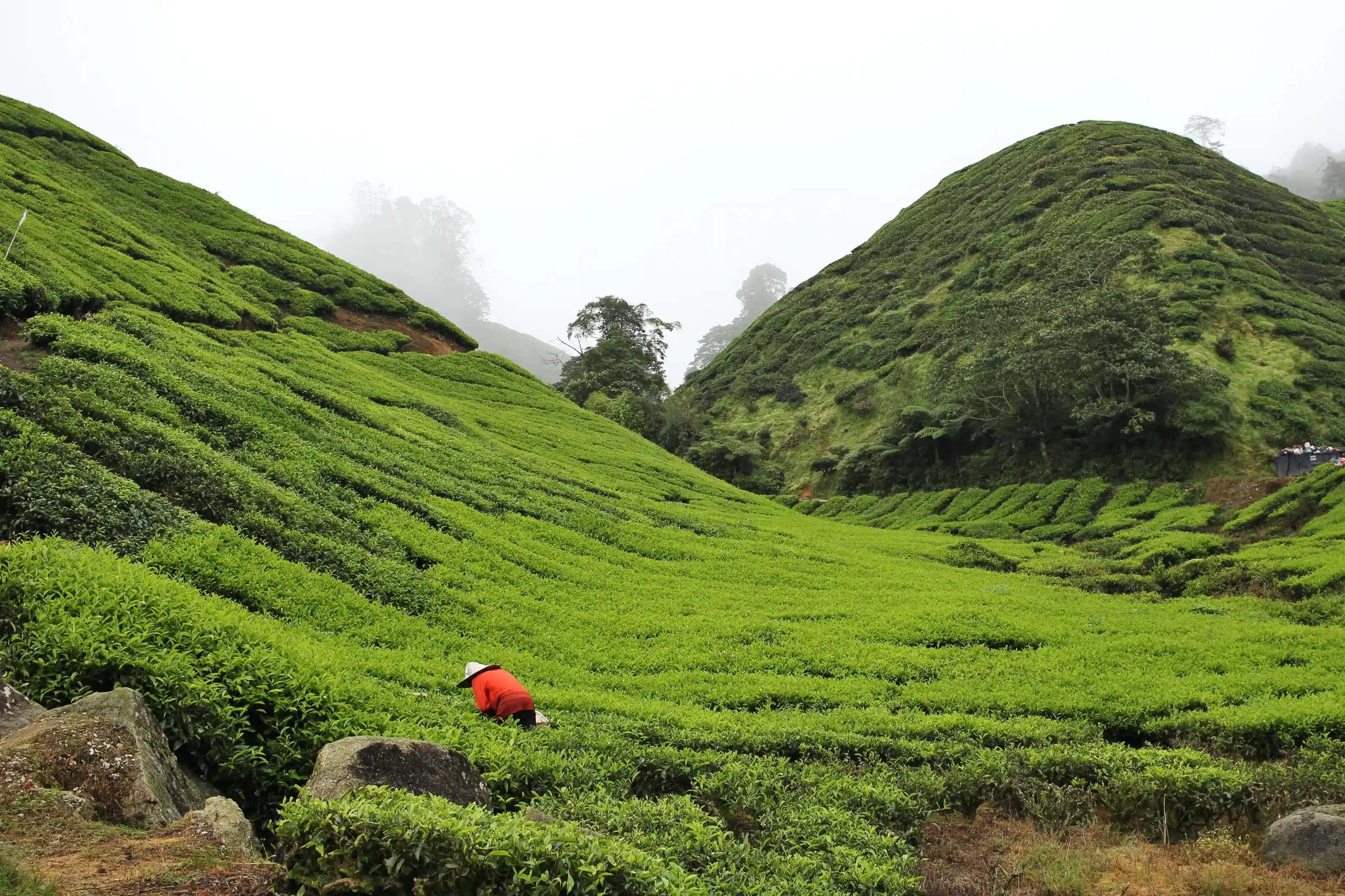 Cameron Highlands Tea