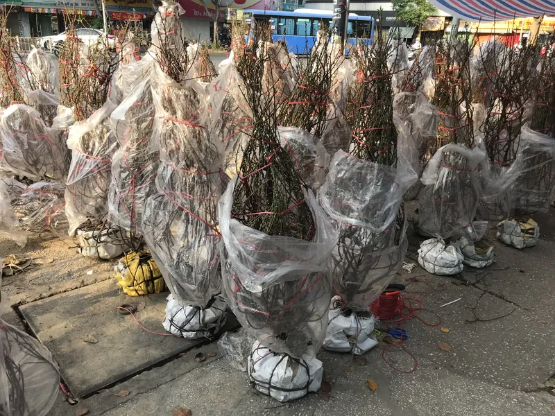 Ho Chi Minh plants