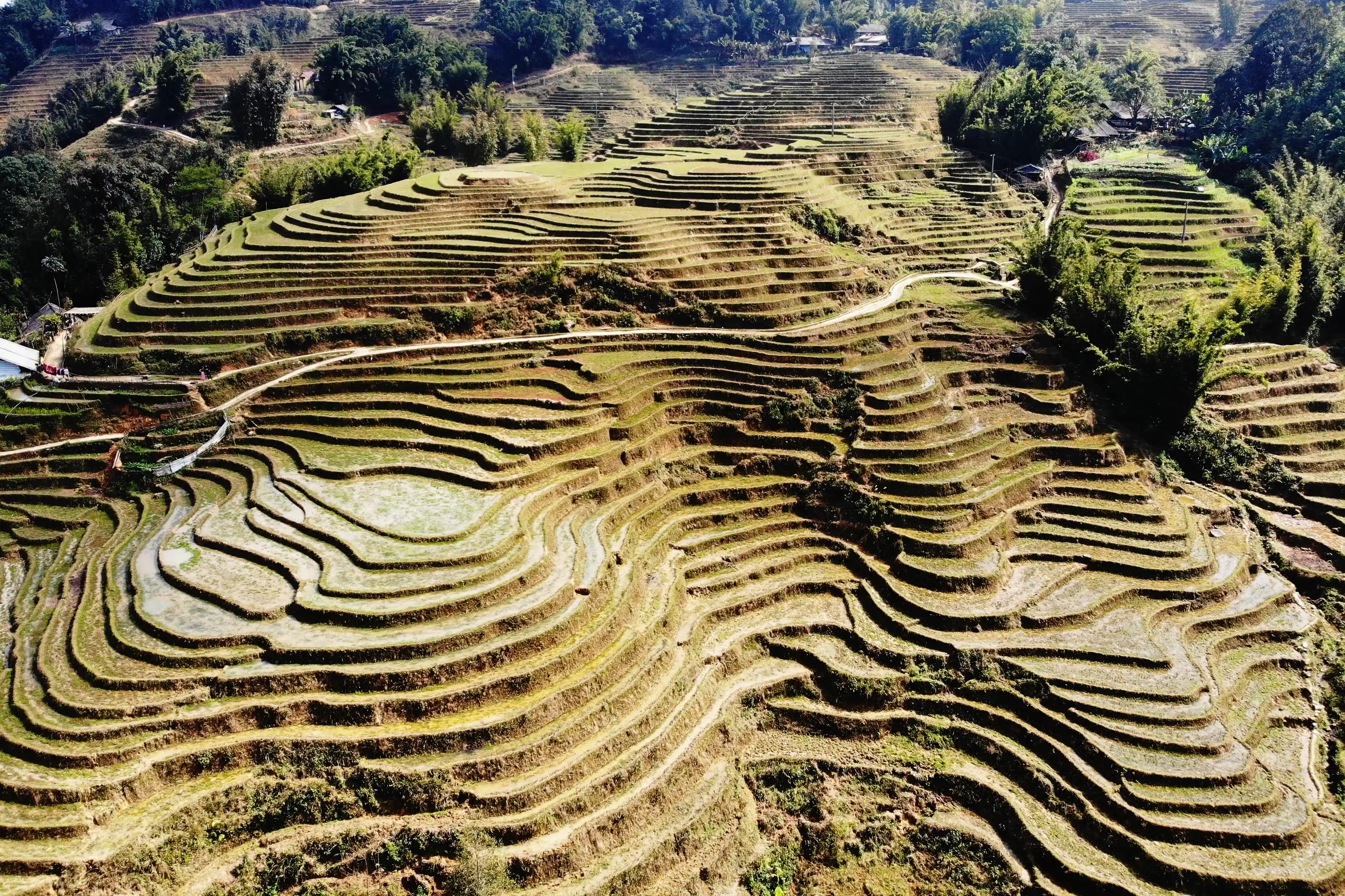 Vietnam SaPa Rice Terrace