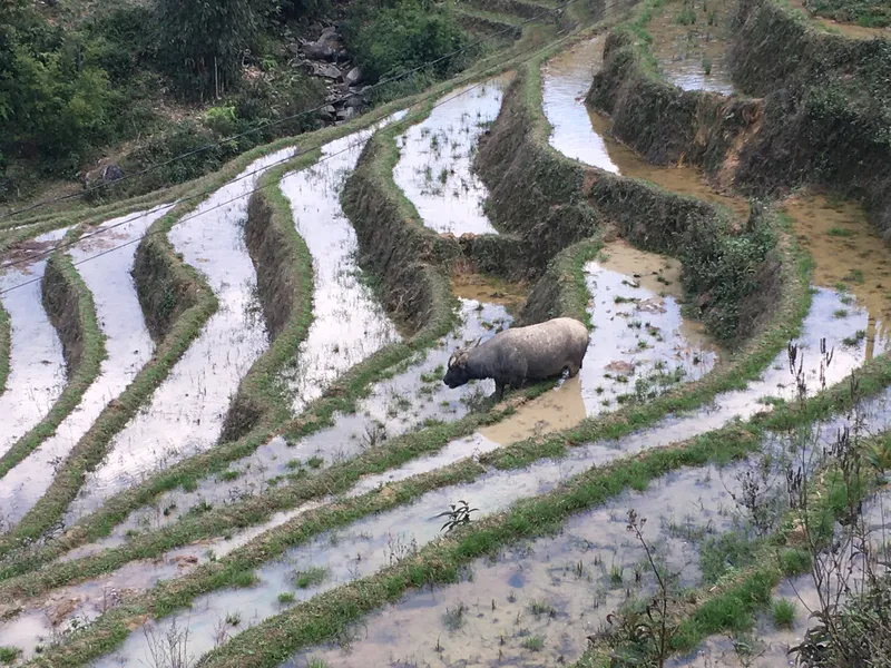 Vietnam SaPa Rice Terrace