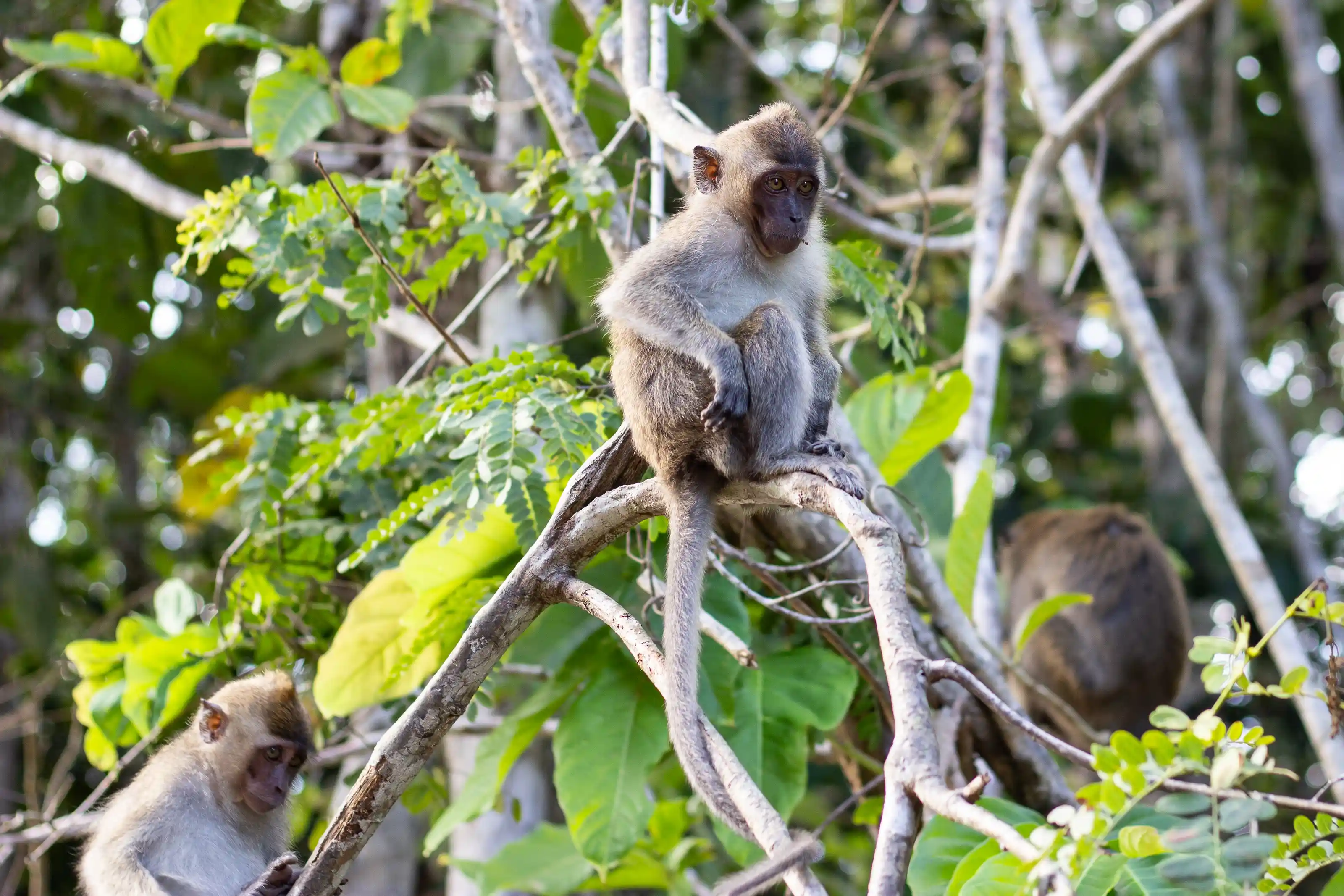 Borneo jungle makak