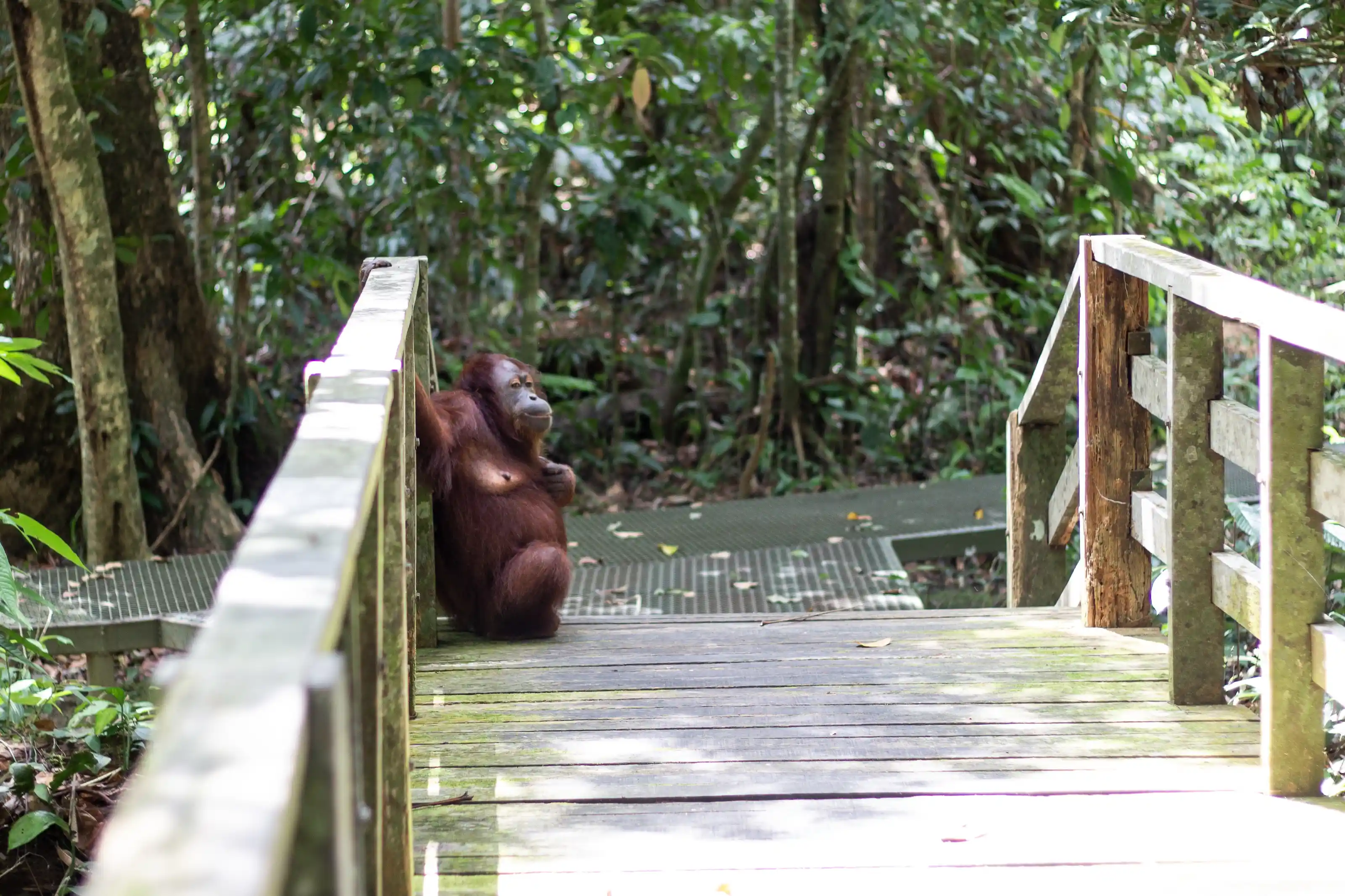 Orangutan Borneo Malaysia