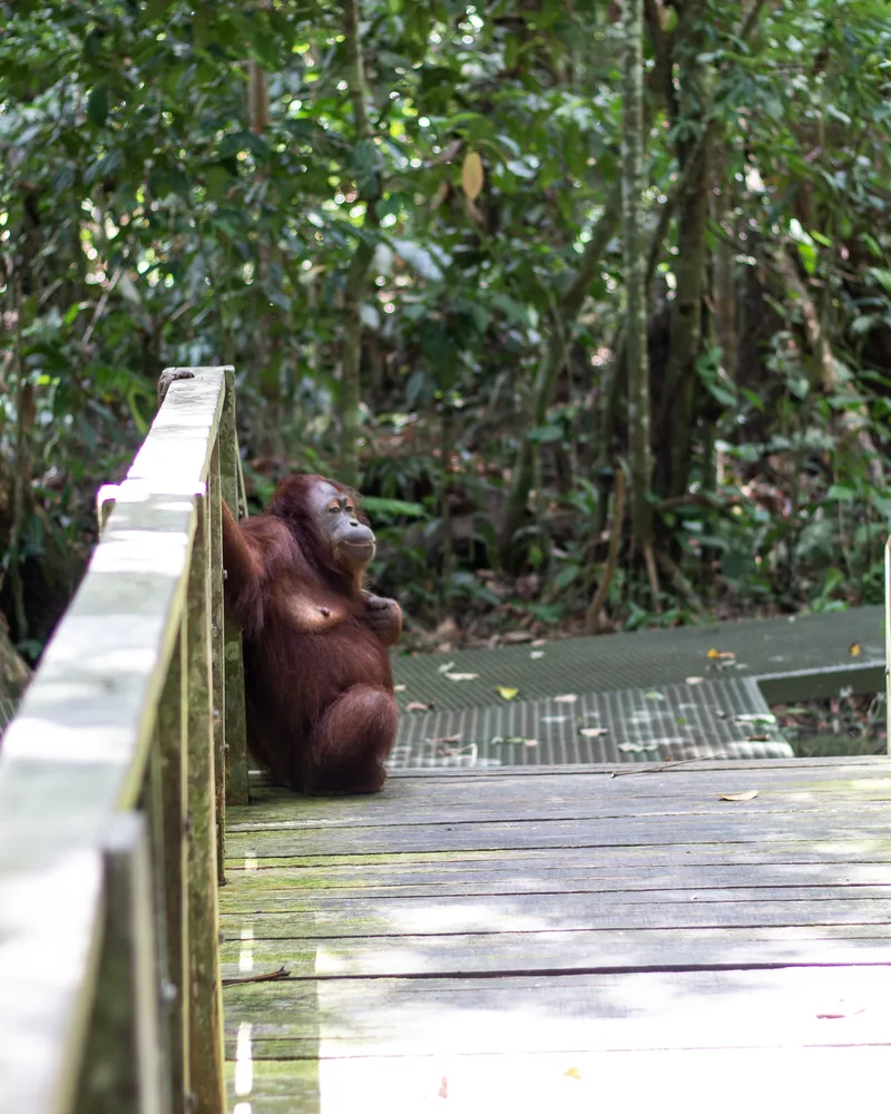 Malaysia Borneo Sandakan Monkeys