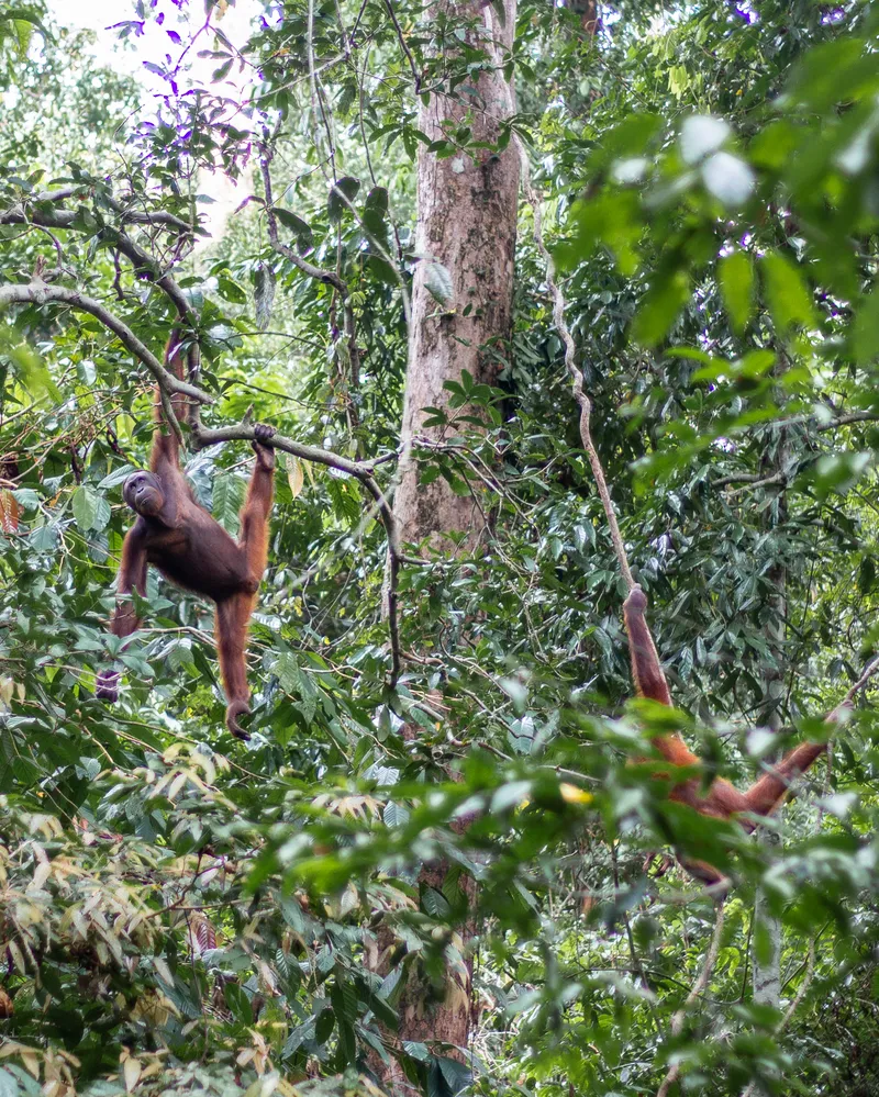 Malaysia Borneo Sandakan Monkeys