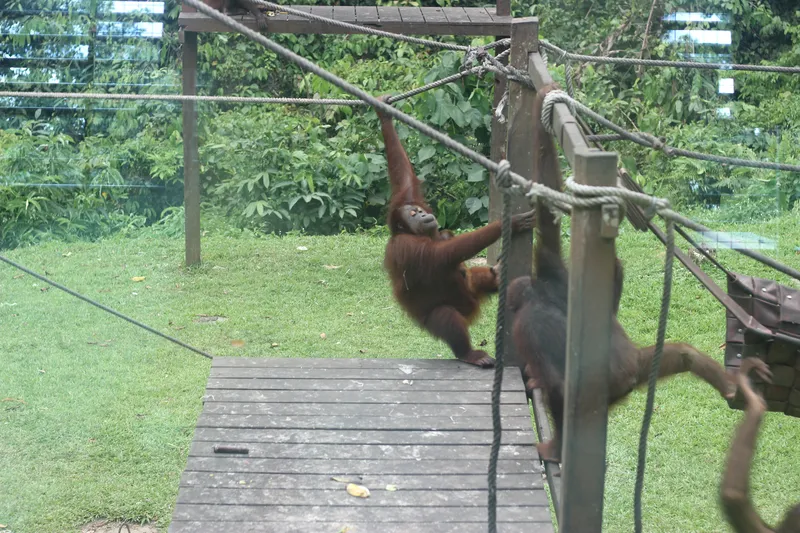 Malaysia Borneo Sandakan Monkeys