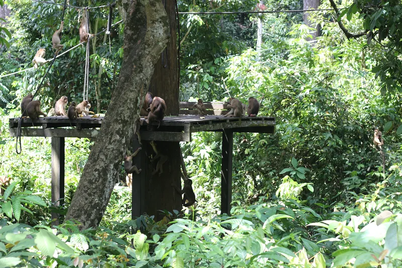 Malaysia Borneo Sandakan Monkeys