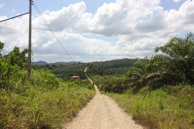 Borneo Malaysia jungle