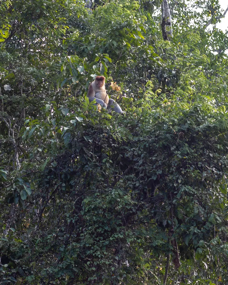 Borneo Malaysia monkeys