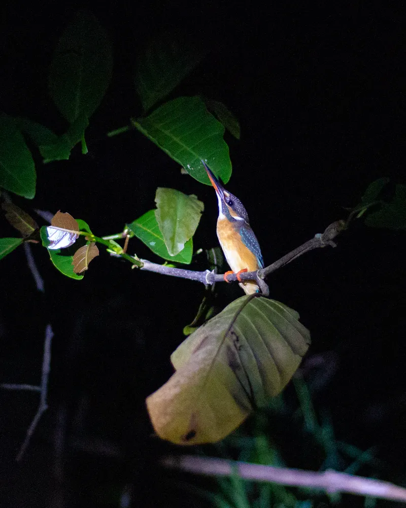 Borneo Malaysia bird