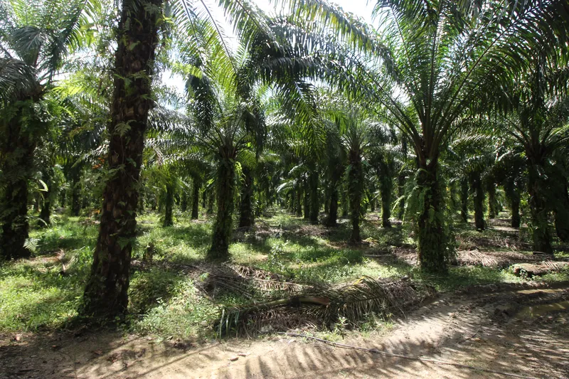 Borneo Malaysia Palm