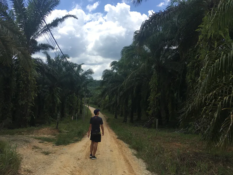 Borneo Malaysia Palm