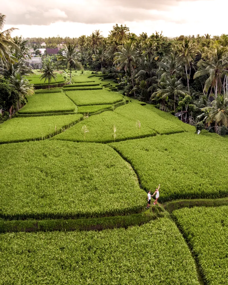 Ubud Bali Rice Fields