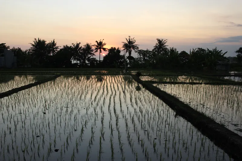 Bali Canggu Ricefields