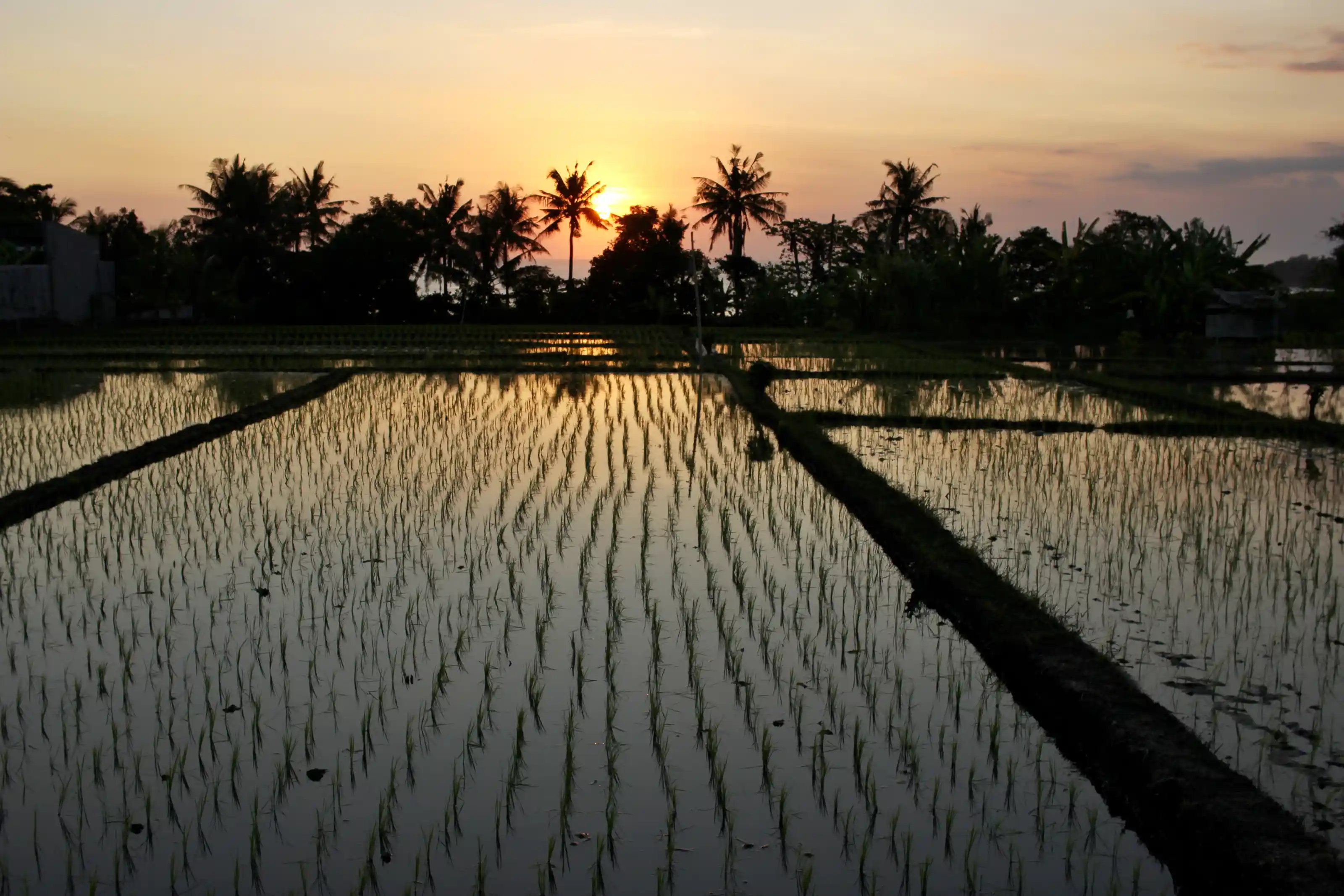 Cangu Rice Fields