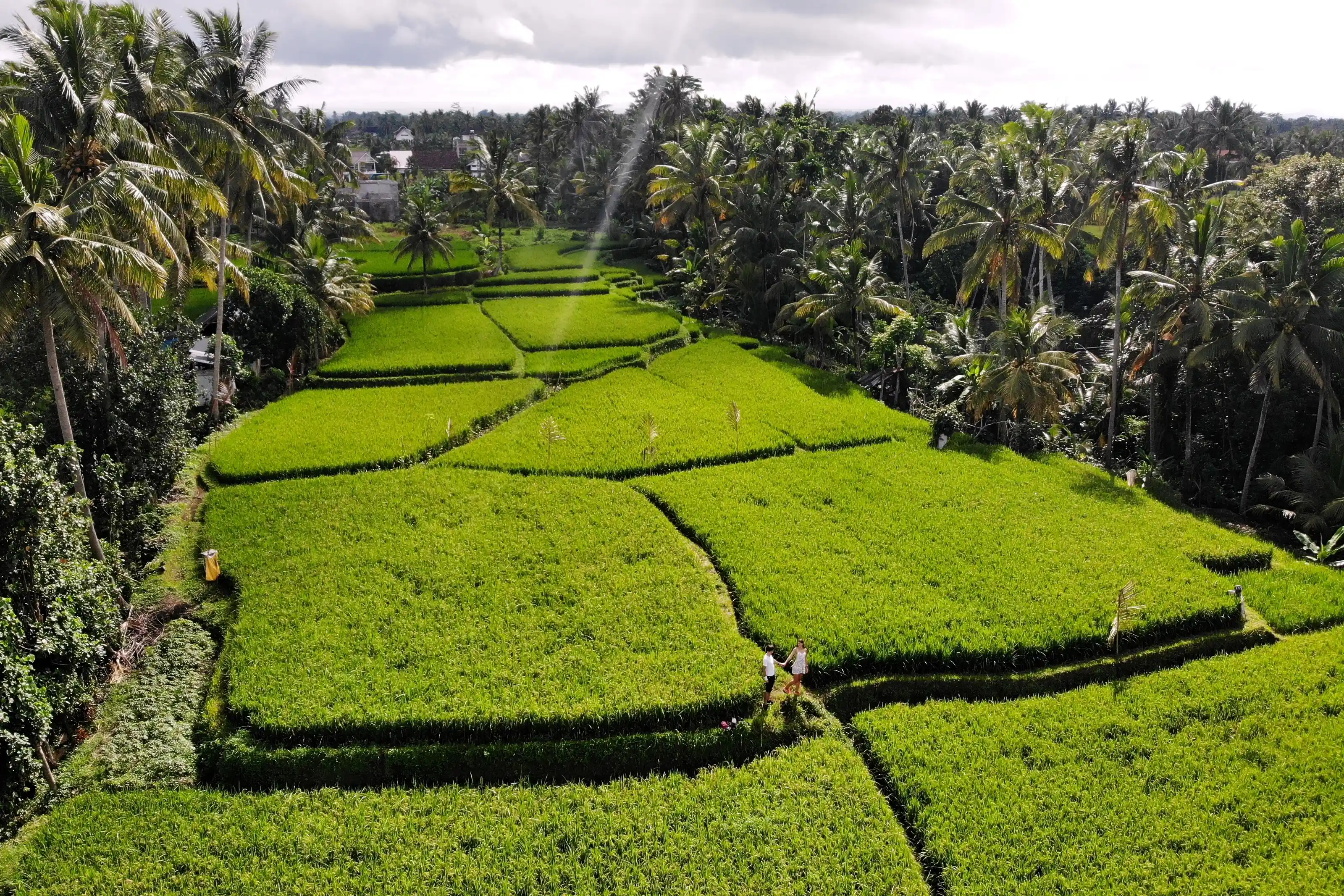 Ubud Rice Fields