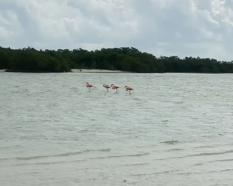 holbox flamengos