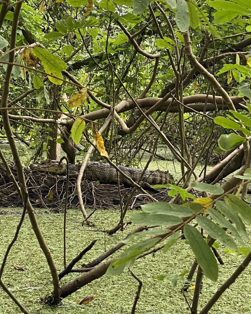 ometepe island cayman nicaragua