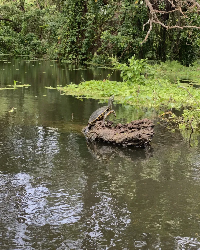 ometepe island turtle nicaragua