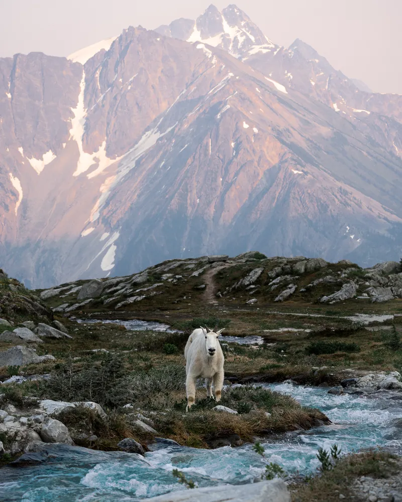 Hermit trail mountain goat