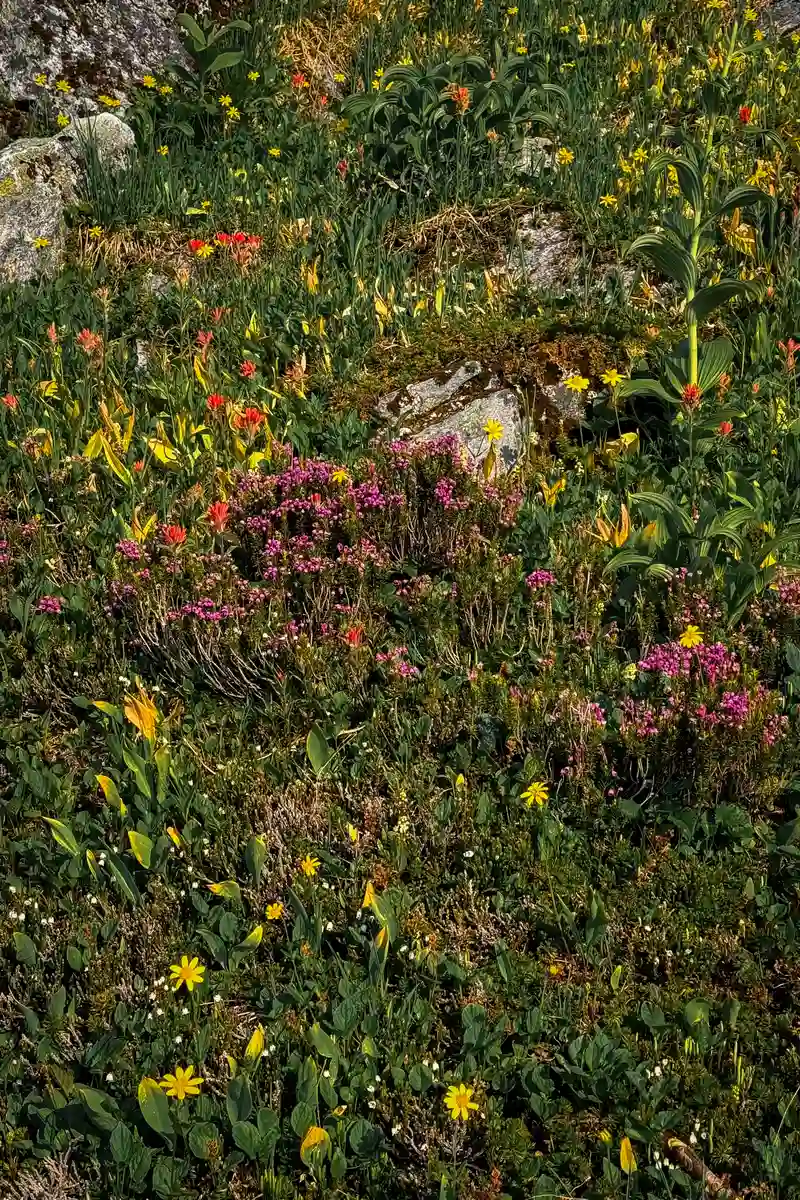 Glacier wildflowers