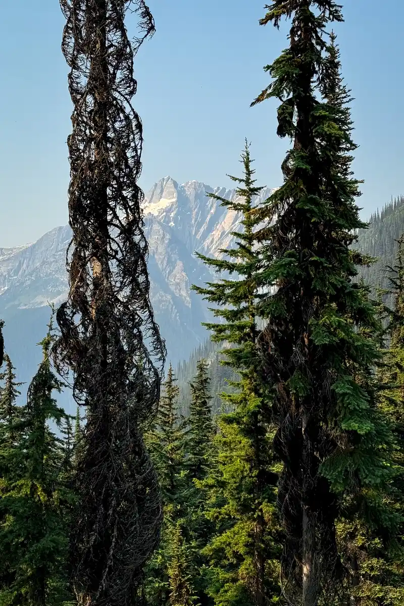 Hermit trail Glacier