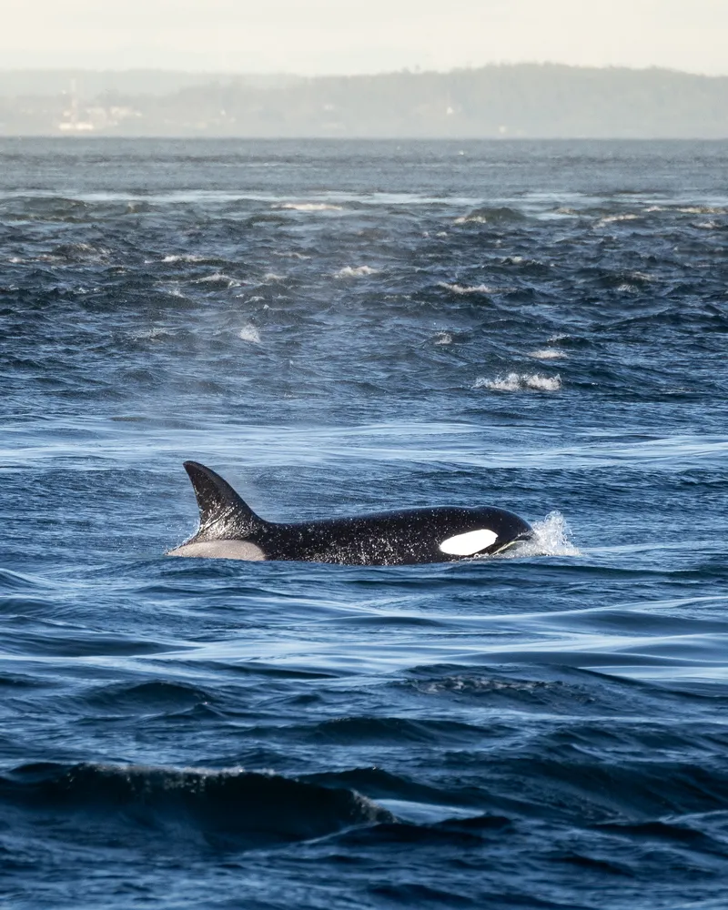 Whale watching tour