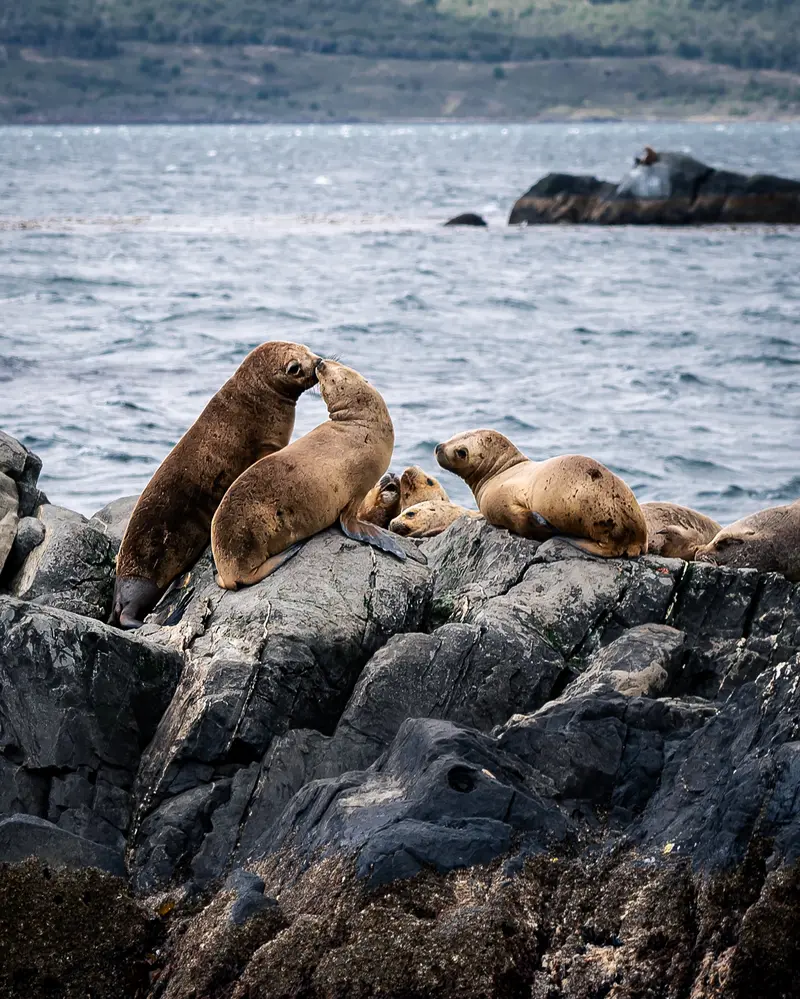 Ushuaia sea lions