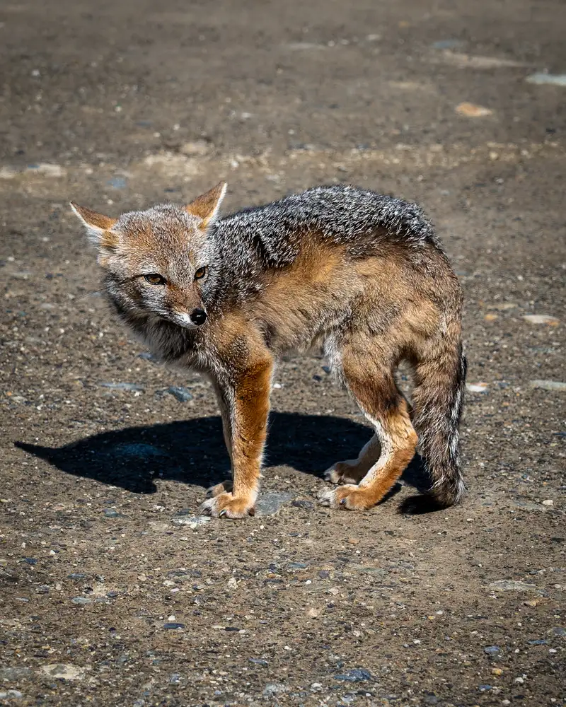 Patagonia travel itinerary Ushuaia fox