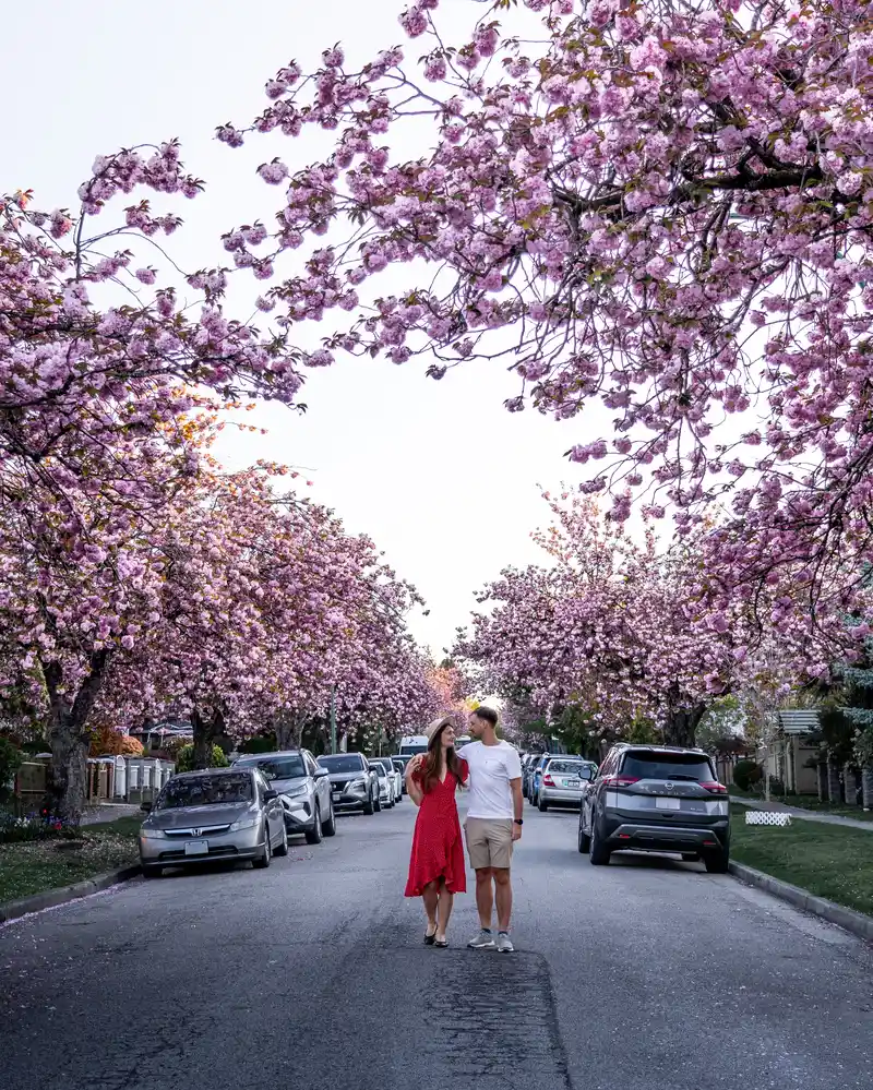 Cherry Blossom Vancouver