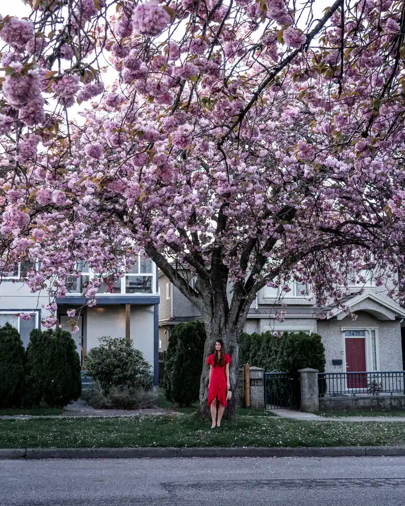 Cherry Blossom Vancouver