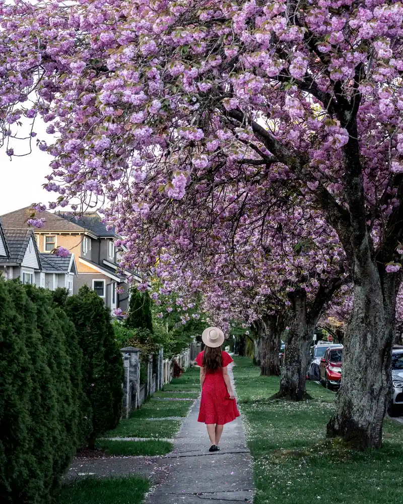 Cherry Blossom Vancouver