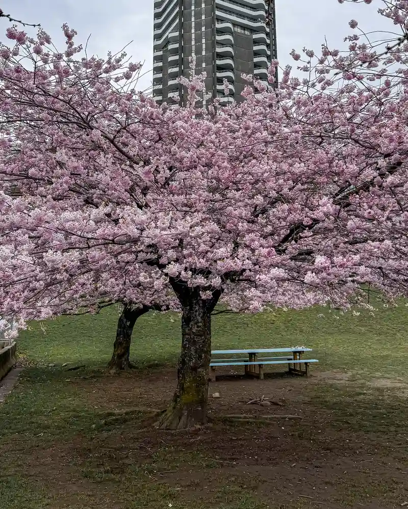 Cherry Blossom Vancouver