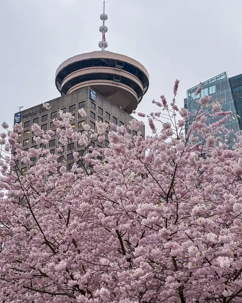 Cherry Blossom Vancouver