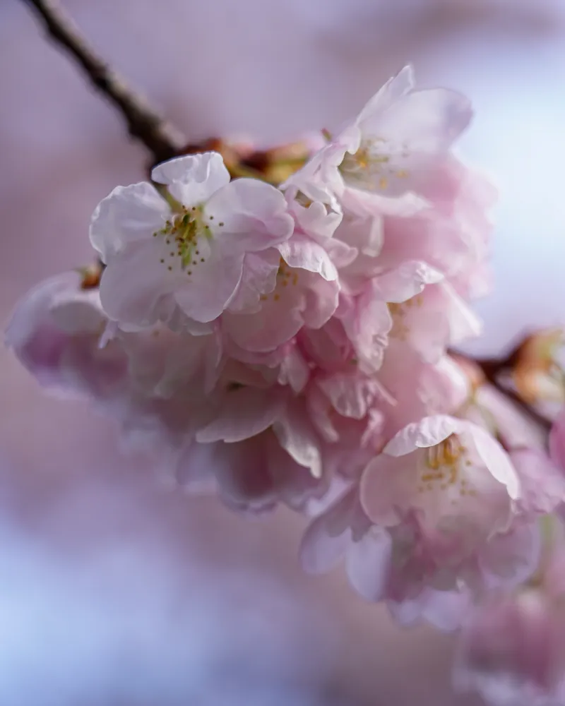 Cherry Blossom Vancouver