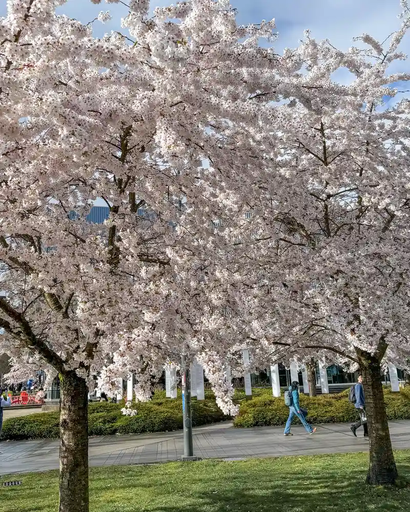 Cherry Blossom Vancouver