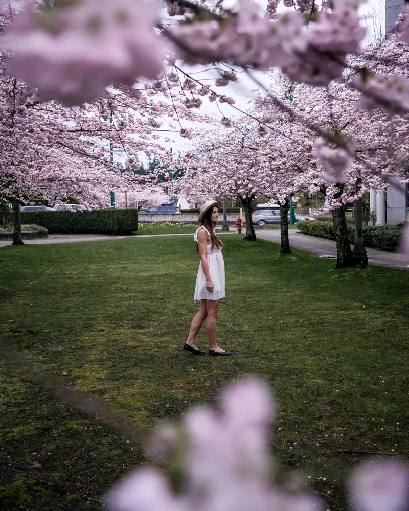 Cherry Blossom Stanley Park