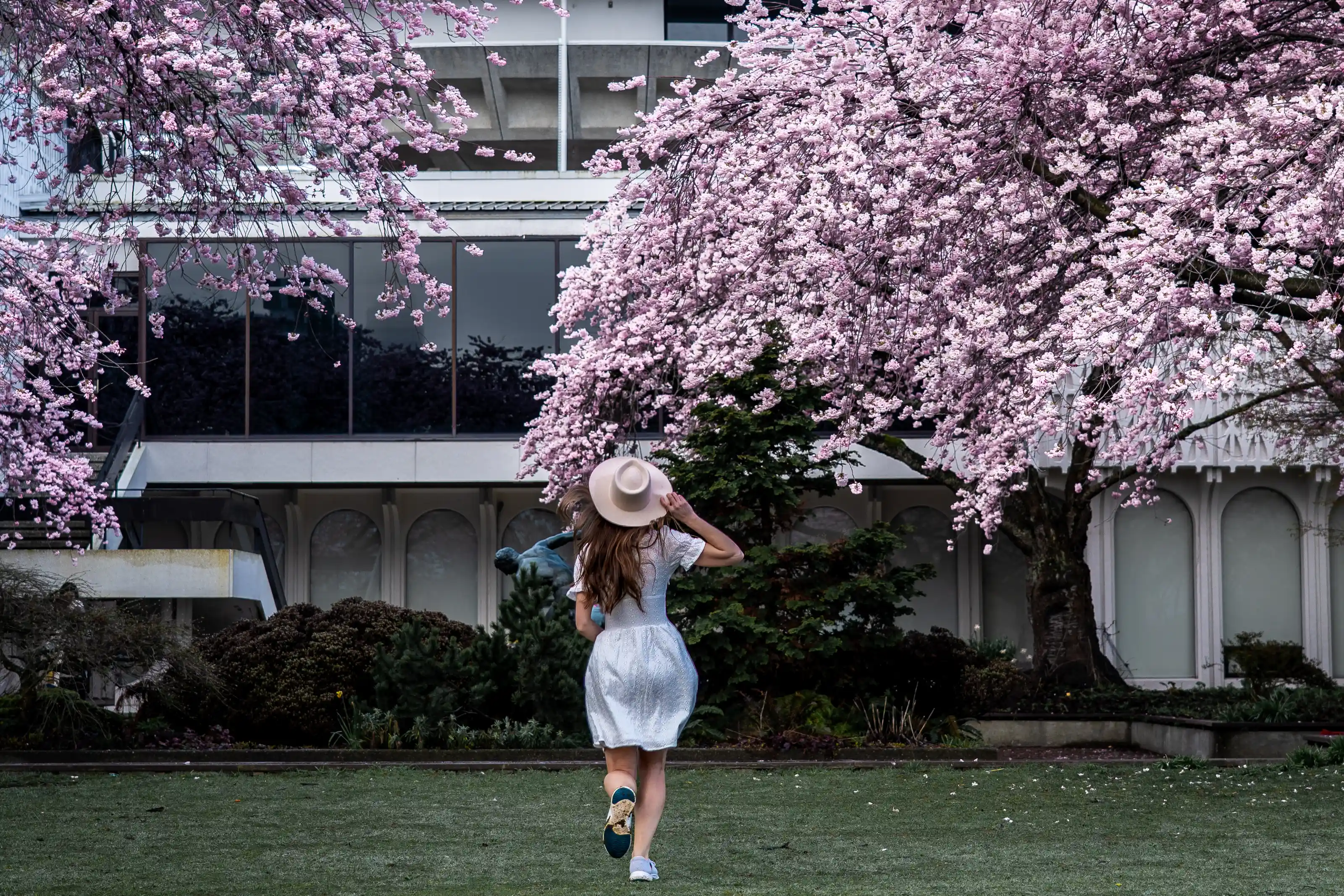 Cherry blossom Vancouver