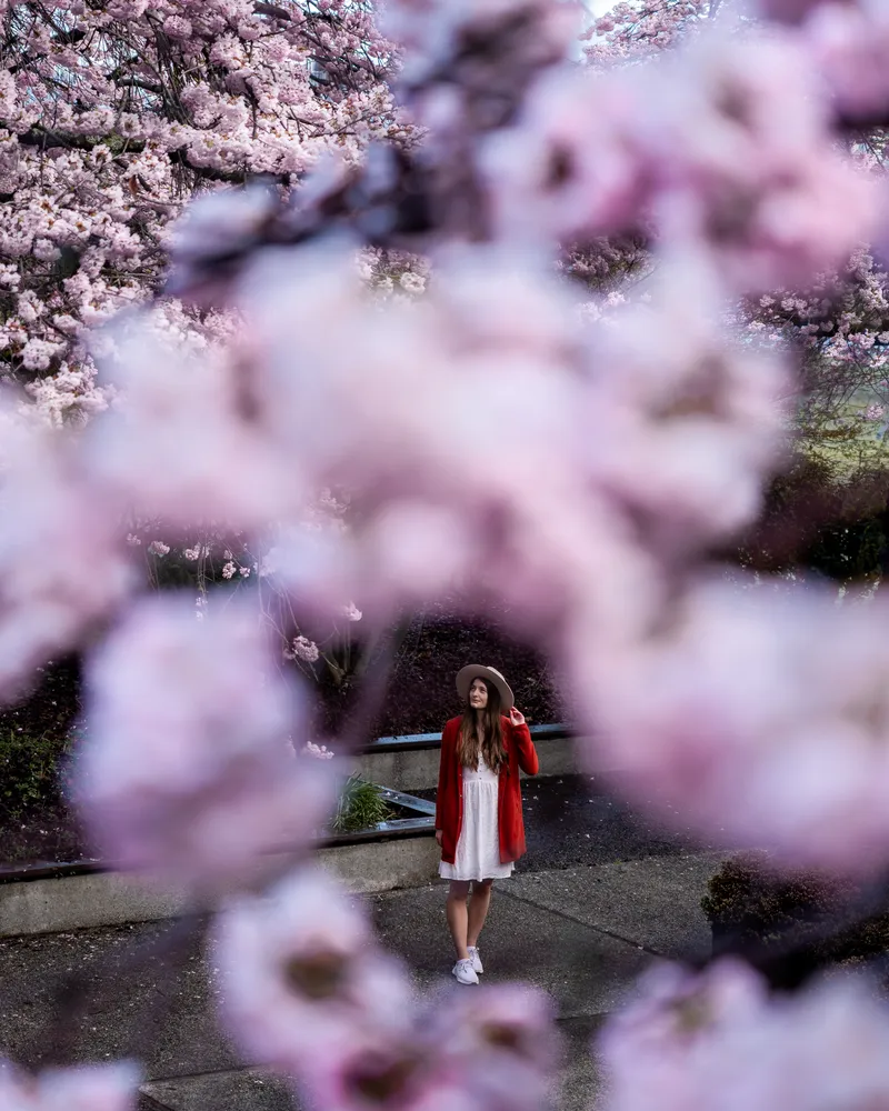 Cherry Blossom Vancouver Museum