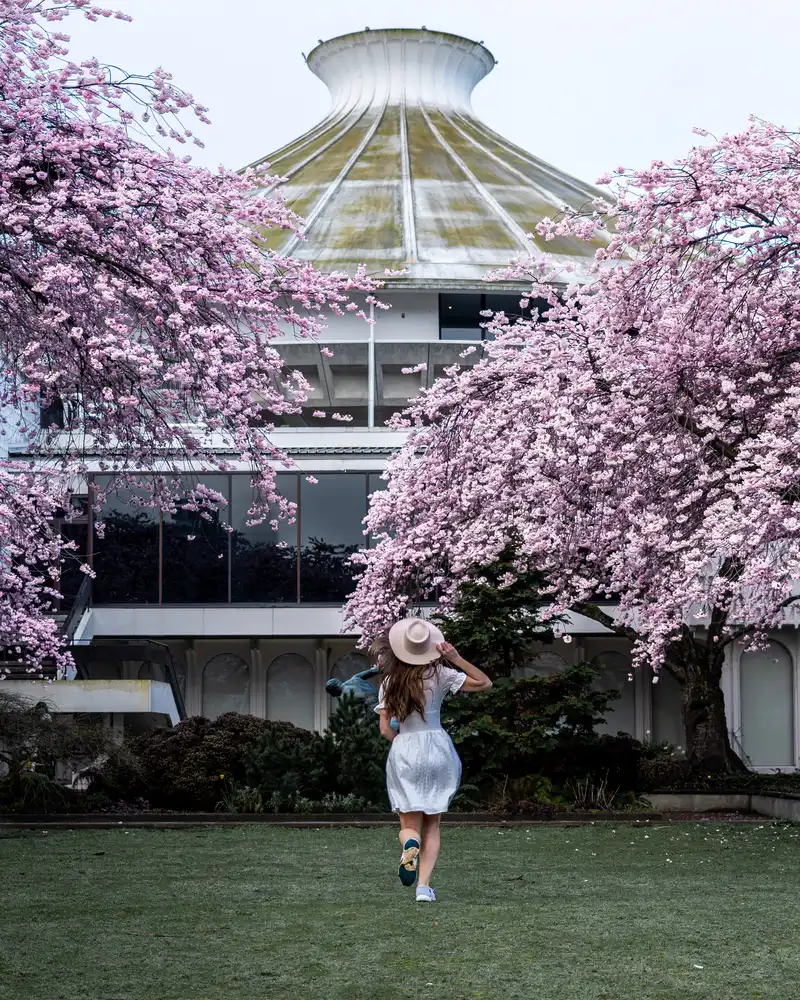 Cherry Blossom Vancouver Museum