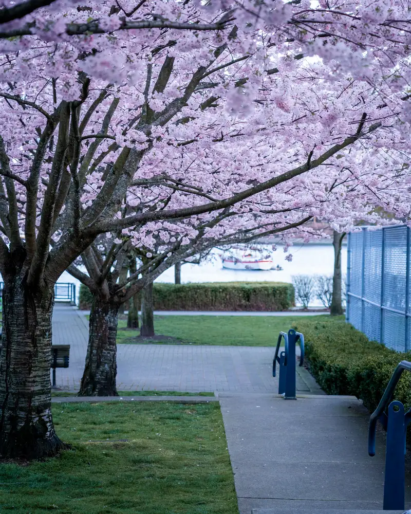 Blossom David Lam Park